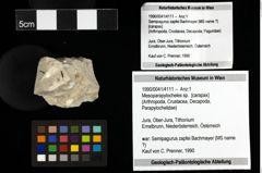 Foto (Objekt + Etiketten) von Mesoparapylocheles sp. 